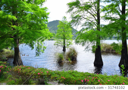 Numasugi of Komutadake Pond 31748102