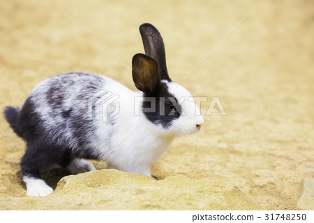 Cute black and white rabbit Cute black and white rabbit 31748250