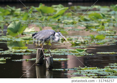 Heron 31748257