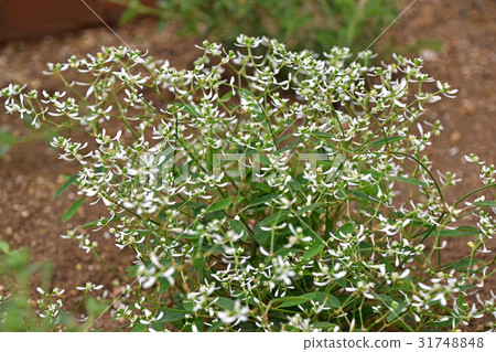 大戟·鑽石霜 31748848