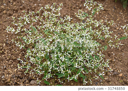 Euphorbia · Diamond Frost 31748850
