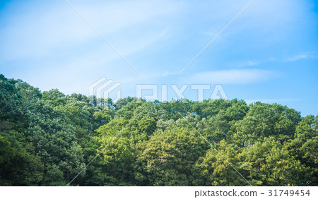 夏季森林 31749454