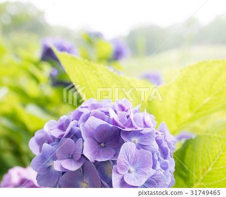  hydrangea 31749465