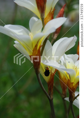 Sweet potatoes and blackcurrants Sweet potatoes and blackcurrants 31749559