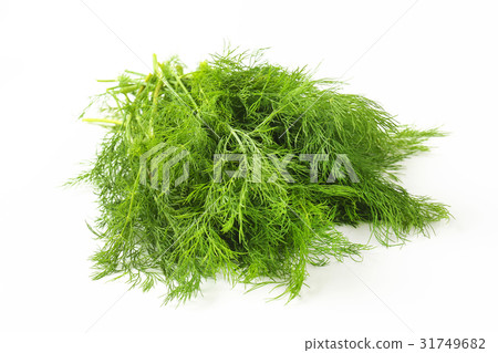 Fresh dill weed 31749682