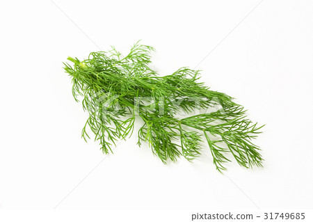 Fresh dill weed 31749685