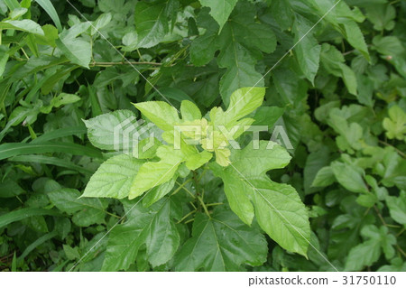 Vibrant green mulberry leaves from organic mulberry fields, used as raw material for healthy Japanese mulberry tea. Vibrant green mulberry leaves from organic mulberry fields, used as raw material for healthy Japanese mulberry tea. 31750110
