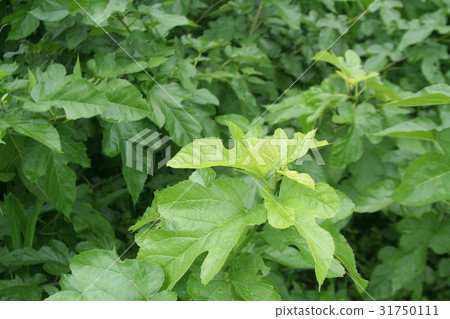 Vibrant green mulberry leaves from organic mulberry fields, used as raw material for healthy Japanese mulberry tea. Vibrant green mulberry leaves from organic mulberry fields, used as raw material for healthy Japanese mulberry tea. 31750111