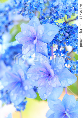 繡球花品種(星星的櫻花) 繡球花品種(星星的櫻花) 31750176