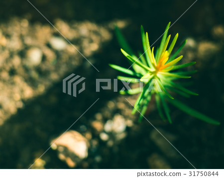 Spruce sprout macro growing in pot 31750844