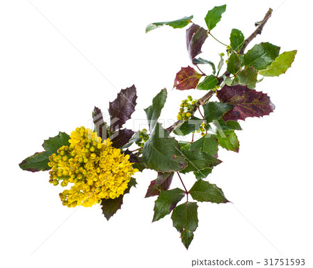 Branch of blooming mahonia yellow bush isolated Branch of blooming mahonia yellow bush isolated 31751593