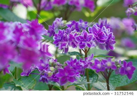 圖庫照片: 繡球花 紫色