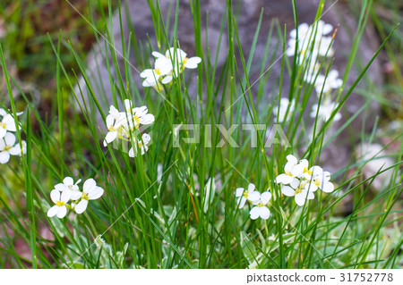 Perennial herbaceous plant with white small 31752778