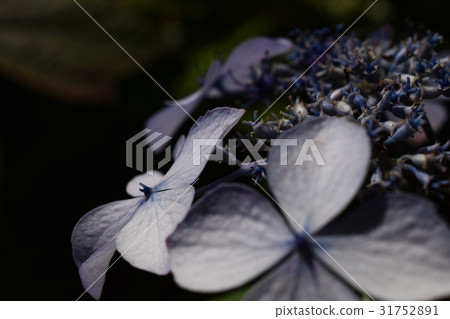 花繡球花 31752891