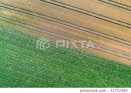 Potatoes and wheat in a field in the Bas-Rhin Potatoes and wheat in a field in the Bas-Rhin 31752985