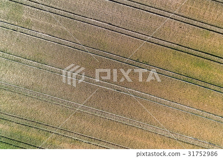 Wheat field in the Bas-Rhin department of France 31752986