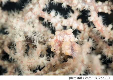 Pygmy Sea Hose 31753225