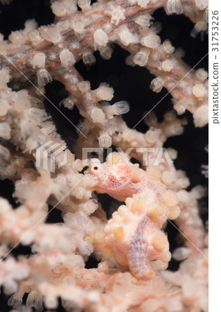 侏儒海水管 侏儒海水管 31753226