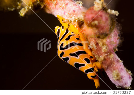 Trough capability 31753227