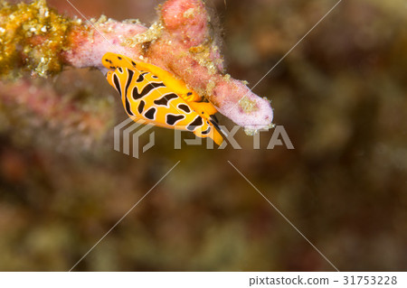 Trough capability 31753228