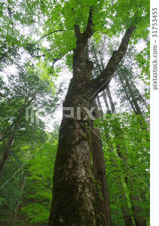 Mizukawazawa natural forest in Shinshu Kiso source basin Selection of natural forest "Heisei's 100 famous water selections" over 200 years old 31753455