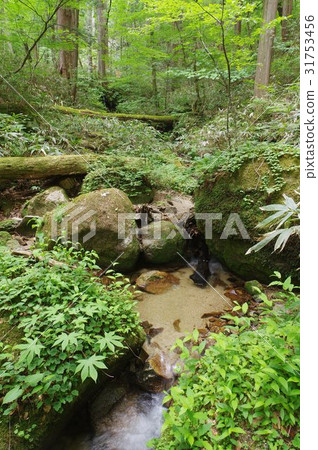 Mizukawazawa natural forest in Shinshu Kiso source basin Selection of natural forest "Heisei's 100 famous water selections" over 200 years old 31753456