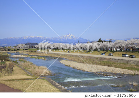 Senbonzakura of Miyagawa 31753600