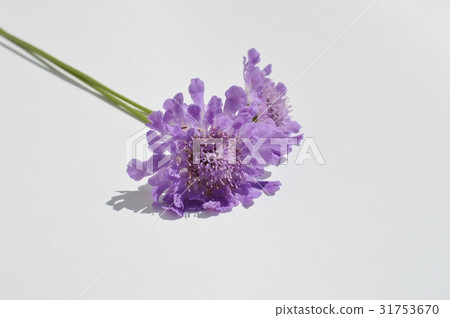 Sukabiosa Sukabiosa 31753670