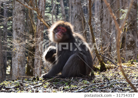 日本獼猴 日本獼猴 31754357