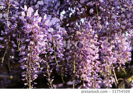 富士 富士 31754509