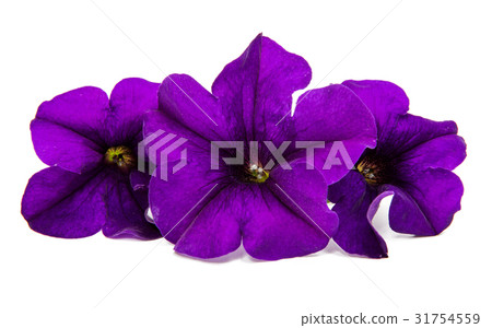 Lilac petunia 31754559