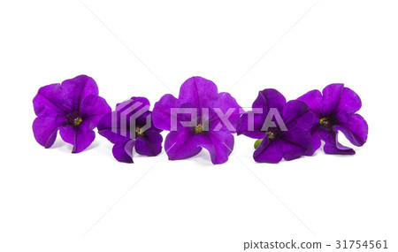 Lilac petunia 31754561