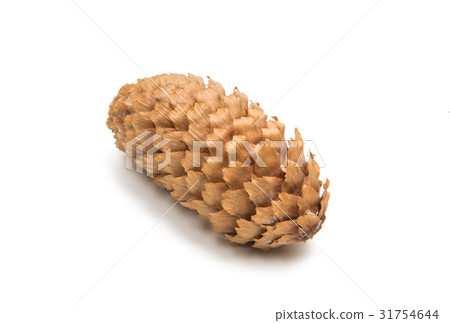 Cone of fir isolated 31754644