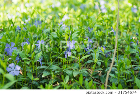 Vinca flowers growing 31754674