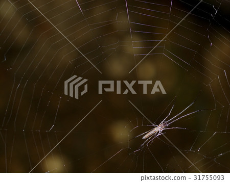 long legs tiny black spider resting on the nest 31755093