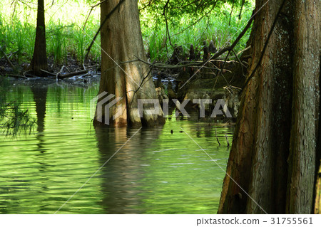 Green forest and pond 31755561
