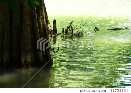 Green forest and pond Green forest and pond 31755564
