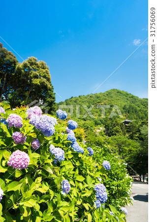 與八仙花屬的風景與多雨天氣 與八仙花屬的風景與多雨天氣 31756069
