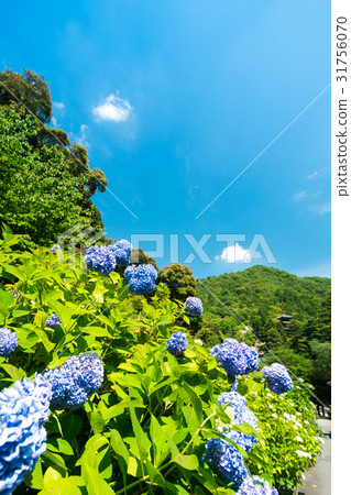與八仙花屬的風景與多雨天氣 與八仙花屬的風景與多雨天氣 31756070