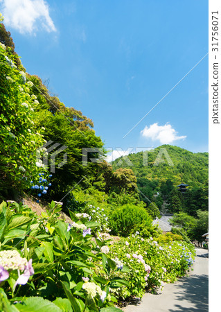 與八仙花屬的風景與多雨天氣 與八仙花屬的風景與多雨天氣 31756071
