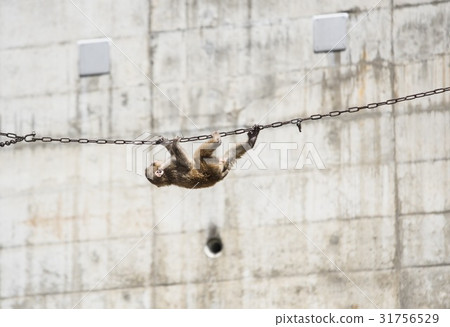 Tightrope walking 31756529