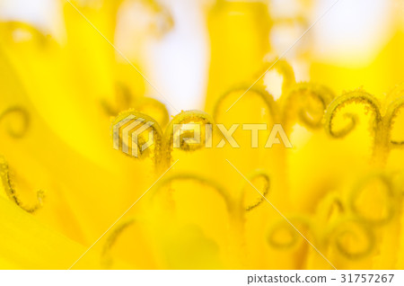 A dandelion's meat 31757267