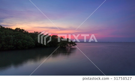 Mangrove forest on sea in Thailand 31758527