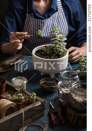 Succulents mini garden making step by step Succulents mini garden making step by step 31758708