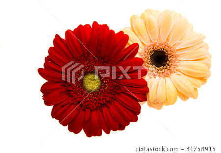Beautiful gerbera flower Beautiful gerbera flower 31758915