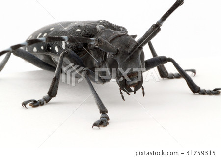 Affiliation 31759315