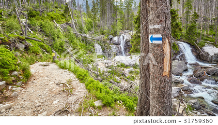 Hiking trail arrow mark on tree. 31759360