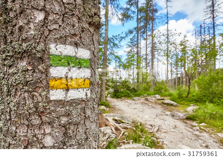 Close up of a hiking trail marking painted on tree 31759361