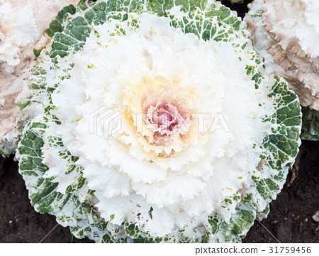 White large cabbage with the water drop. White large cabbage with the water drop. 31759456