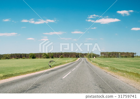 Adult European White Stork Taking Off From 31759741